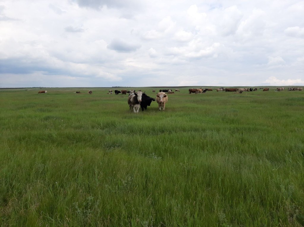 Степной пейзаж