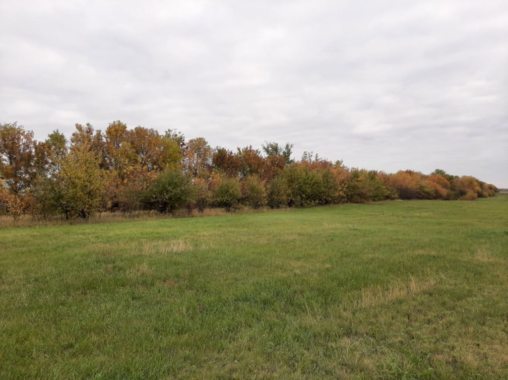 Лесополоса и поле